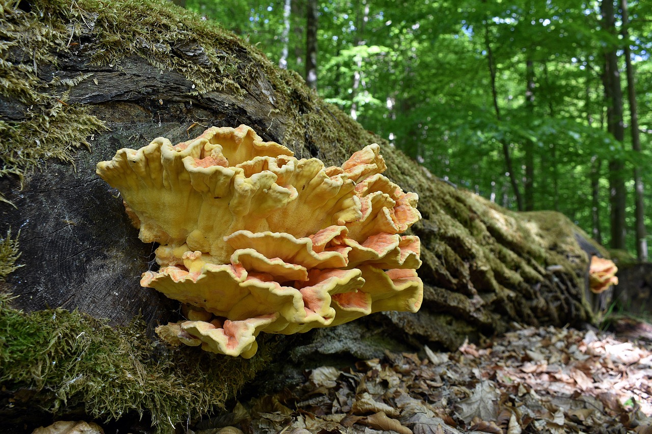 vx号出售：专业代理注册